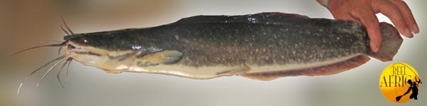 Clarias gariepinus