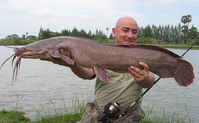 Clarias gariepinus