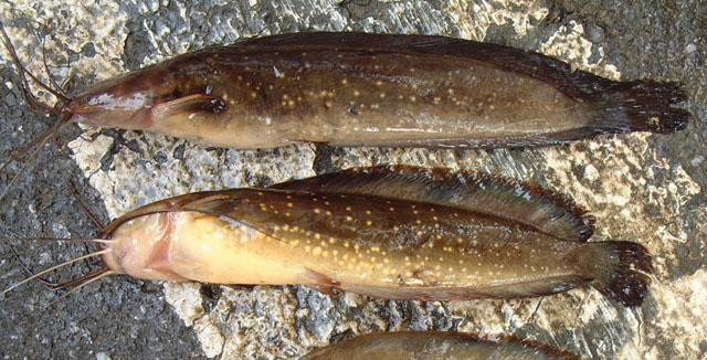 Clarias leiacanthus