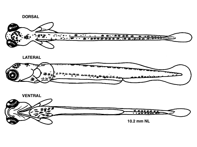 Coregonus artedi