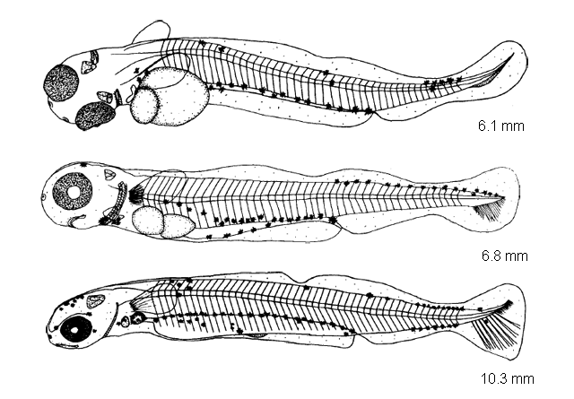 Coregonus artedi