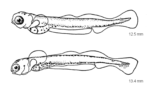 Coregonus artedi