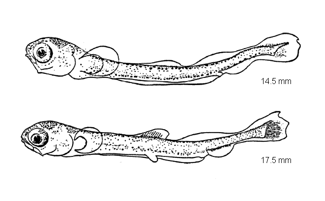 Coregonus artedi