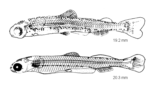 Coregonus artedi