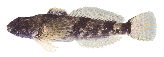 Cottus bairdii