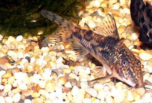 Scleromystax barbatus