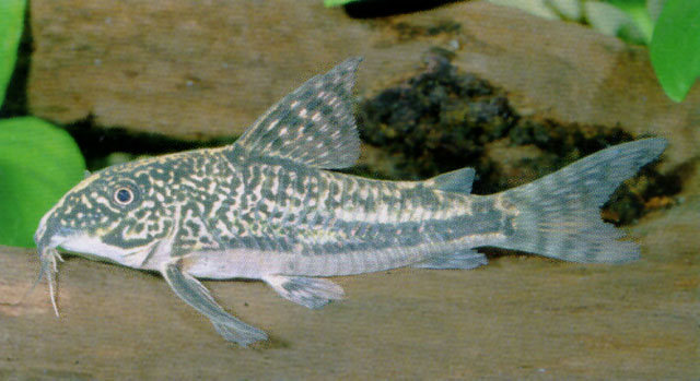 Scleromystax barbatus