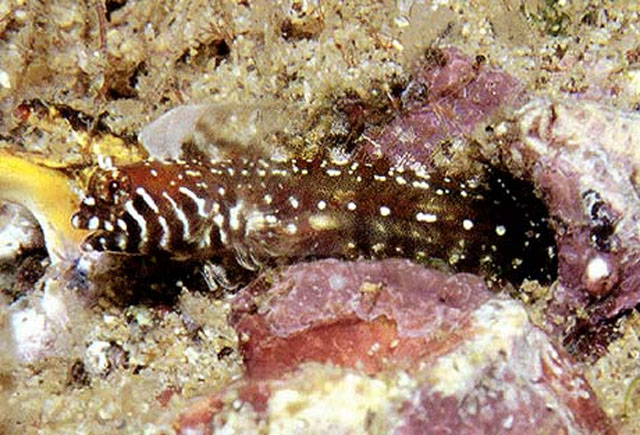 Coralliozetus boehlkei