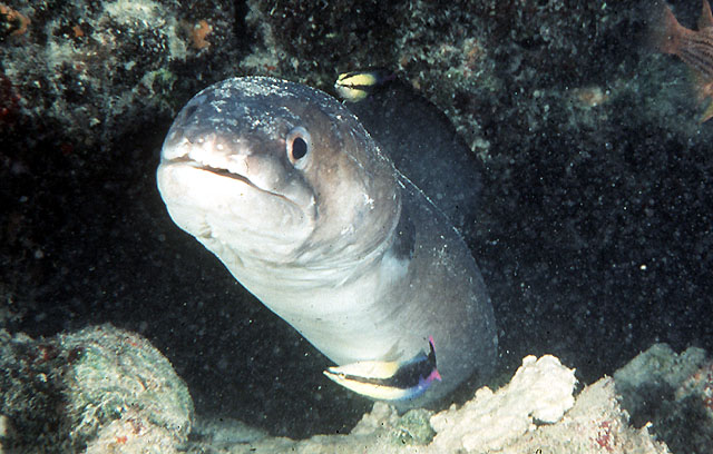 Conger marginatus