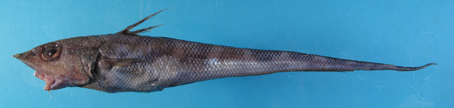 Coelorinchus cingulatus