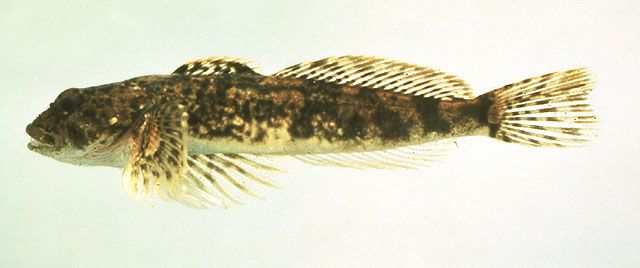 Cottus cognatus