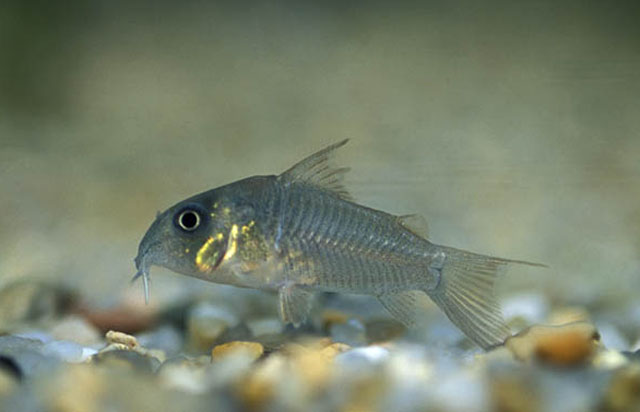 Corydoras concolor