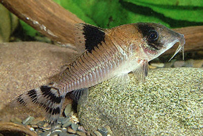 Corydoras condiscipulus