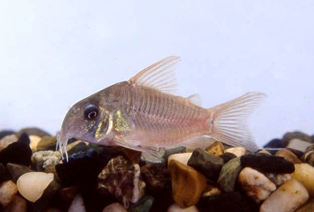 Corydoras concolor