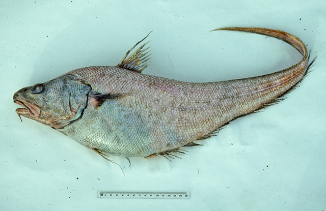 Coryphaenoides dossenus