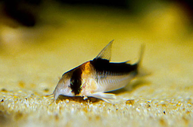 Corydoras duplicareus