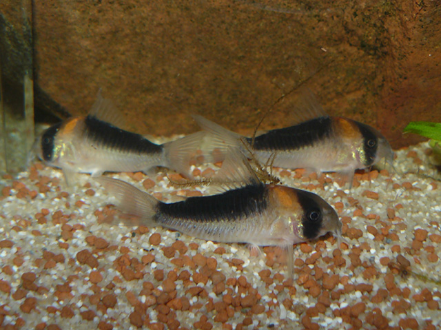 Corydoras duplicareus