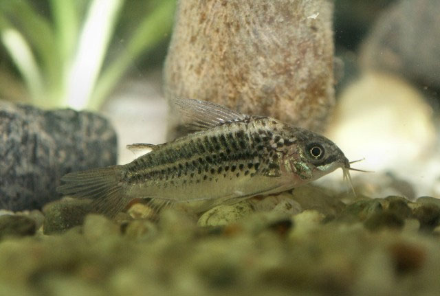 Corydoras elegans