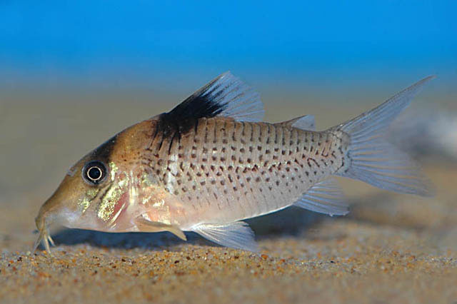 Corydoras ephippifer