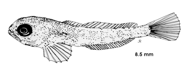 Cottus gobio