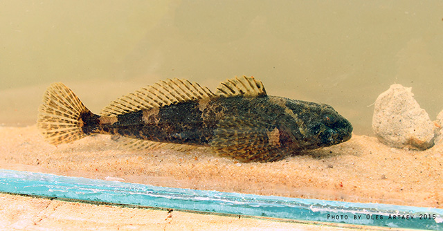 Cottus gobio