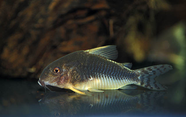 Corydoras gossei