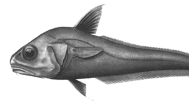 Coryphaenoides gypsochilus