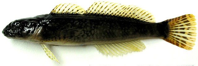 Cottus hangiongensis