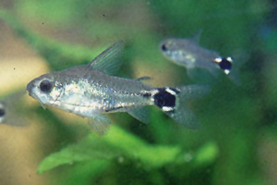 Corydoras hastatus