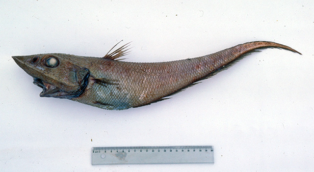 Coelorinchus kermadecus