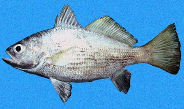 Corvula macrops