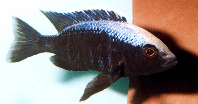 Copadichromis mloto