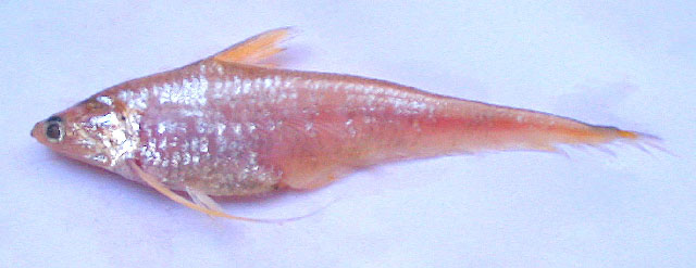 Coilia neglecta