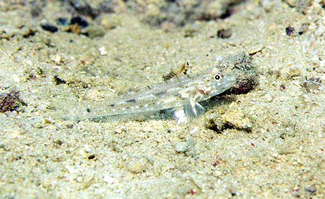 Fusigobius gracilis