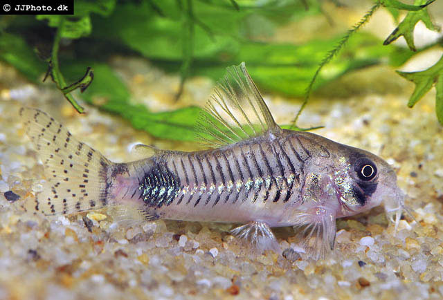 Corydoras ortegai