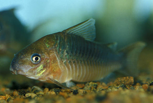 Corydoras pantanalensis