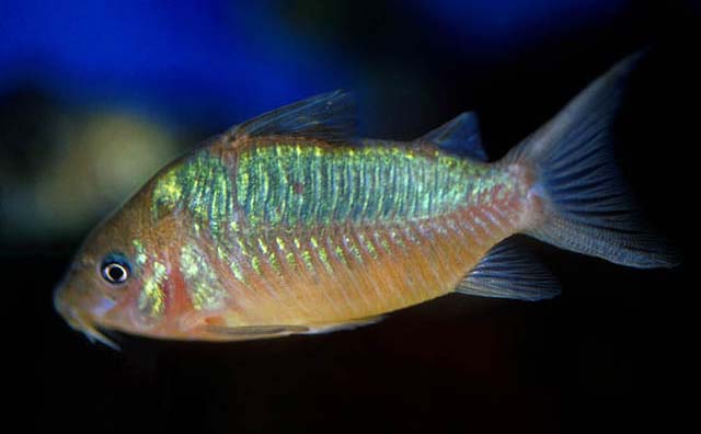 Corydoras pantanalensis