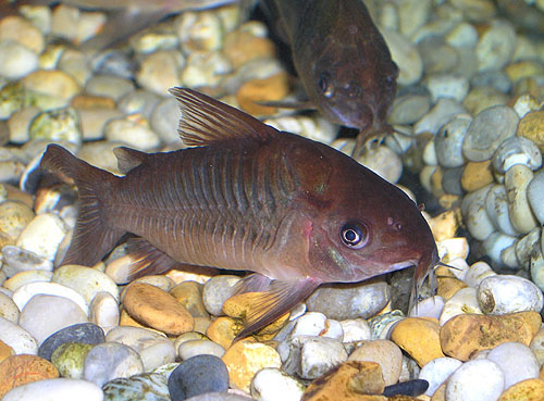 Corydoras pantanalensis