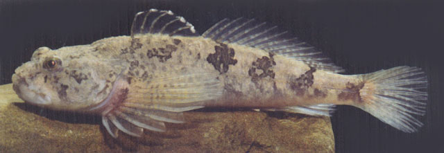 Cottus perifretum