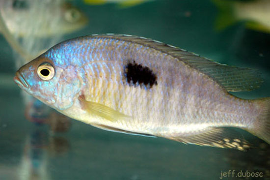 Copadichromis pleurostigma