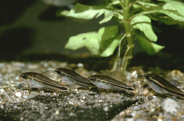 Corydoras pygmaeus