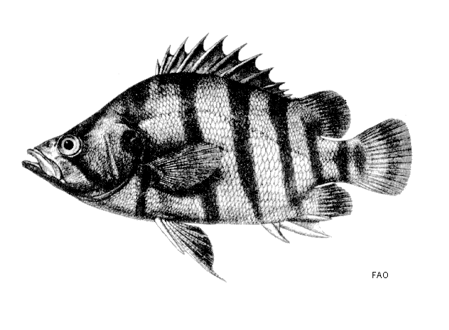 Datnioides polota