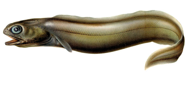 Coloconger raniceps