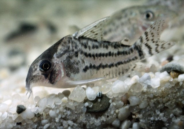 Corydoras schwartzi