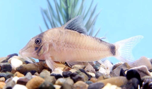 Corydoras septentrionalis