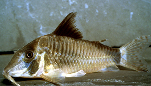 Corydoras simulatus