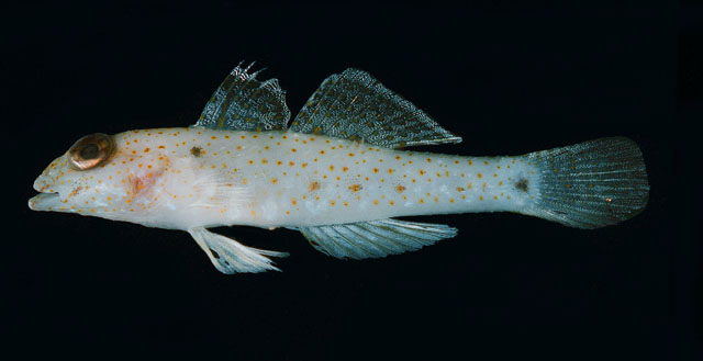 Fusigobius gracilis