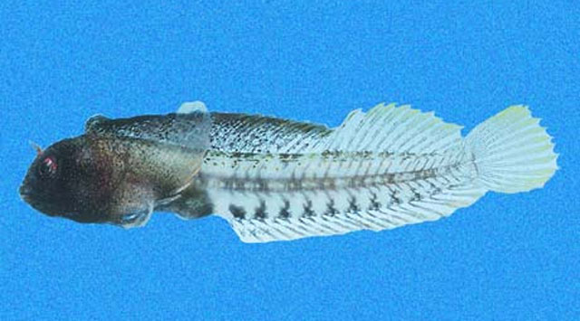 Coralliozetus springeri