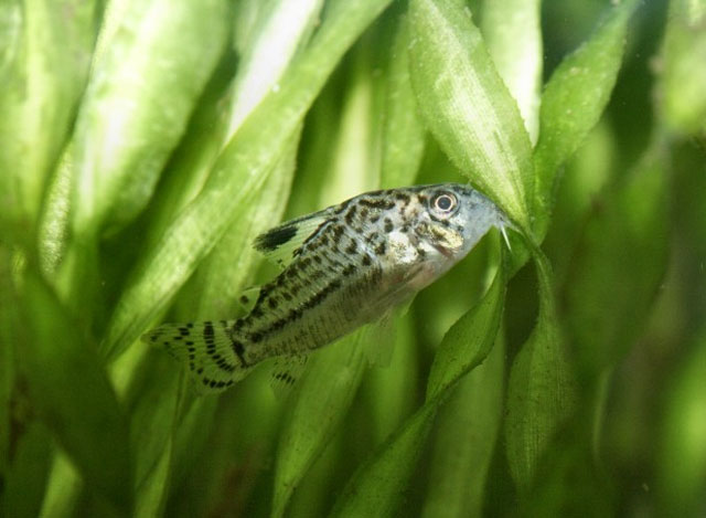 Corydoras trilineatus