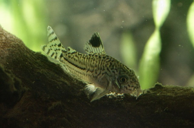 Corydoras trilineatus